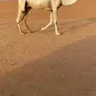 للبيع لقحه على ولد الحاكم كفوو