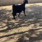 عنز خلفه