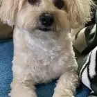 جراء