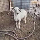 نعجه معها رخل