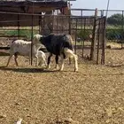 خروف حجري مشروط