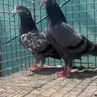 للبيع حمام تيدي شينا
