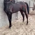 فرس كفو للبيع مخروطه وسبوق