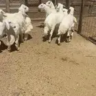 اعرض لكم 7 طليان ورخل من حلالي نضيفه شرط العمر 7 شهور