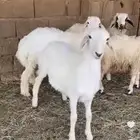 حري خاروفين