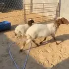 صافه روم وسلم - تحتها رخل عمرها شهر ونص