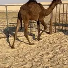 قعود باقي تحت امه