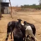 5 خرفان سواكن طيبة للبيع