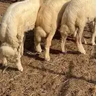 طليان ورخال