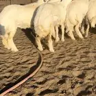 رخال صنف مقاني