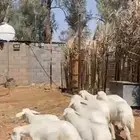 7 خر فان حري للبيع نظيفة