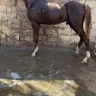 مهر خط سرعه سليم شرط العمر 2و7شهور