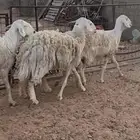 شياه حريات مقاني