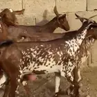 ماعز