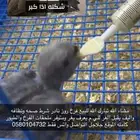 فرخ روز نادر