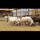 22ضان دفيع بفحلها