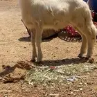 بسم الله ماشاء الله خروف فل الفل زبده