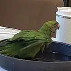 عصفوره دره هندي