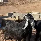 معزا عوارض صنف بفحلها دفيع(( تم البيع))