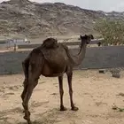 خلفه كفو