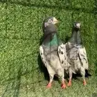 زوج  تيدي