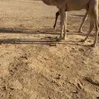 قعود جده باتلي عبدالعزيز بن فهد