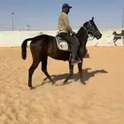 فرس انقليزيه العمر 3 سنوات ونص