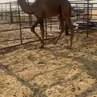 بكره مقفله شحم وصحه وعافيه