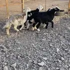 طلي و3 رخال ذبايح نضيفه