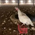 ديك ودجاجه رومي