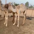للبيع بكار