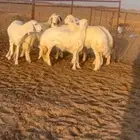 رخال صنف مراح وآحد