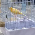 كناري ذكر تغريد