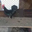 دجاج قزم اسود