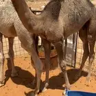 حيران طايشه
