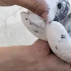 حمام باكستاني