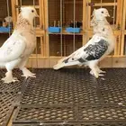 (( زوج ايراني المند))