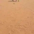 شعلا غرنوقيه ضريبه