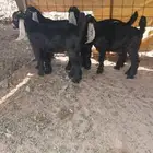 تيوس عوارض مندي