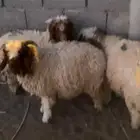 للبيع 3 خرفان هرافي