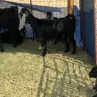 عنز حايل عارضيه