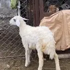 رخل شحم ونضيفه شرط