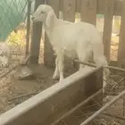 خروف