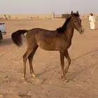 مهر شعبي للبيع
