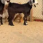 تيوس ثلاجه جذعان