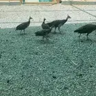 طاوس هندى منتج ذكر وانثيتين