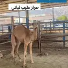 ملحمة ذبائح الحجاز-مخطط البدراني-بجوار صيدلية المجتمع