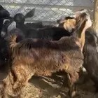 تيسين فل شحم ولحم ومن حلالي واكله نضيف