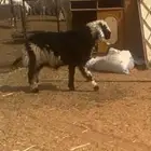 خروف شحم ولحم