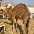 قعودين وبكره